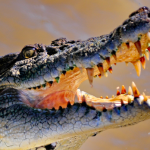Saltwater Croc | Electrician in Darwin, NT